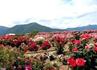 坂城千曲川バラ公園