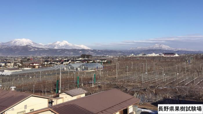 果樹試験場ほ場風景