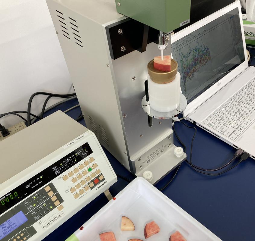 果肉物性調査の写真