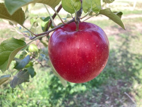 りんご新品種候補の写真