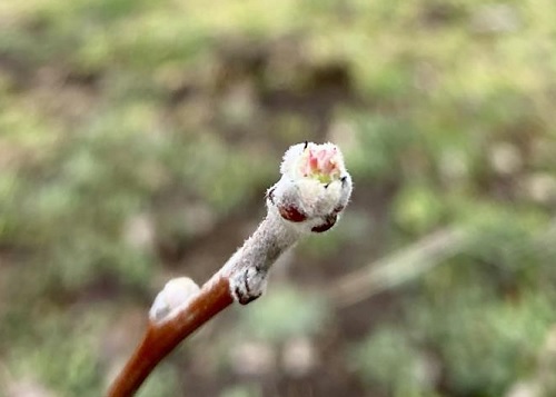 M.9ナガノが発芽した写真