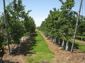 りんご高密植栽培の写真