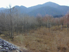 ニセアカシアの除伐（写真右下）で維持されるケショウヤナギ群落（写真右上