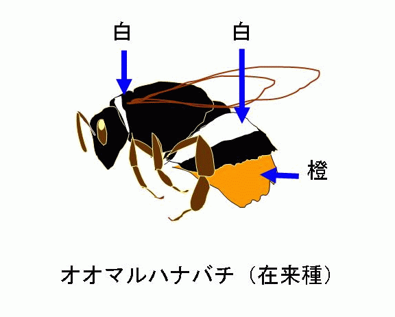 オオマルハナバチ