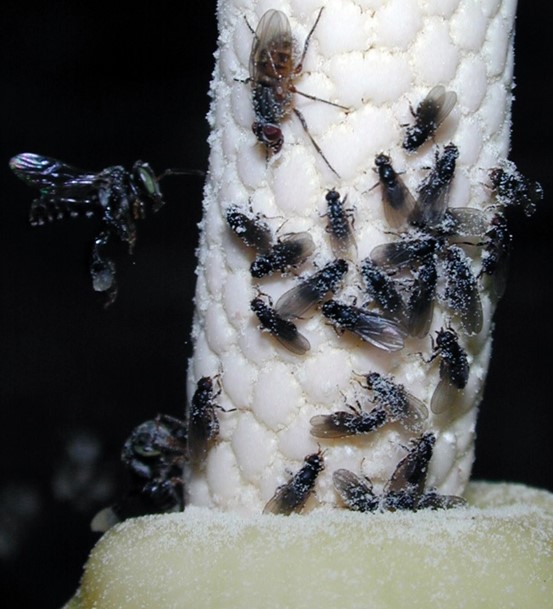 Colocasiomyia_cristata_on_Alocasia_alba_in_Java_indonesia