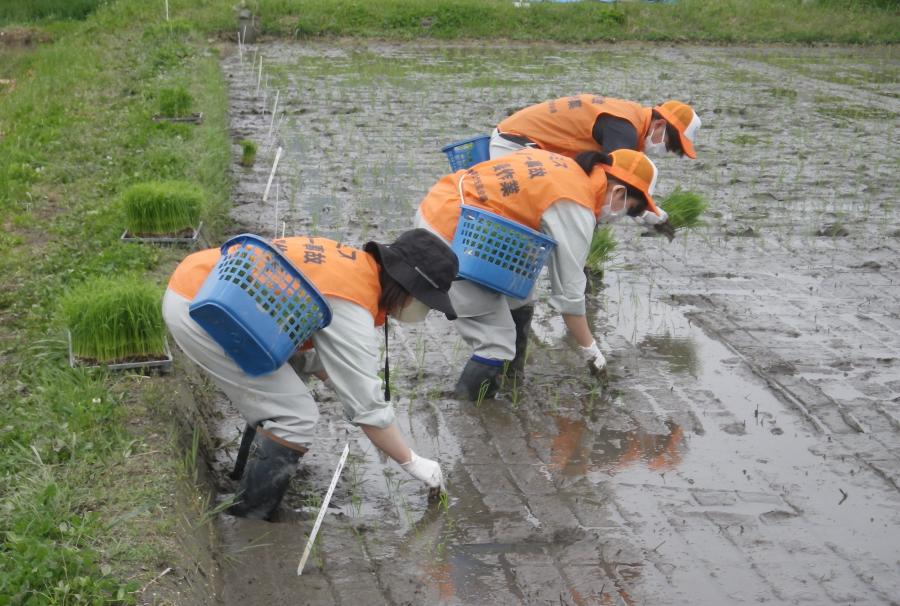 R4田植え