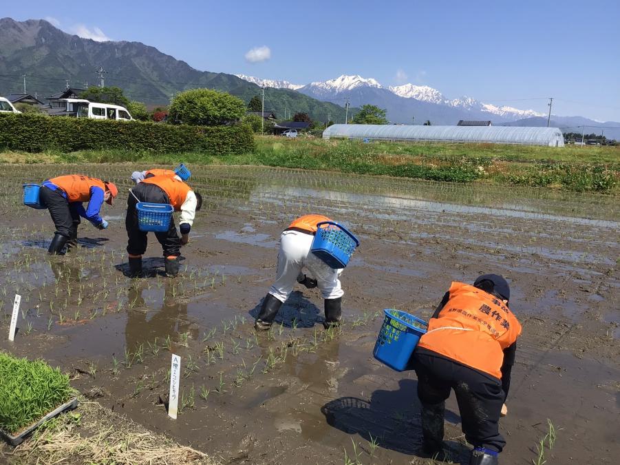 田植え２