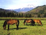 木曽地域の木曽馬の写真