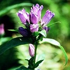 写真：県花「りんどう」