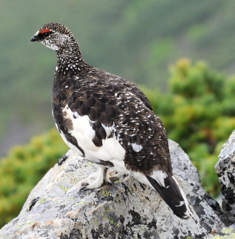 写真：県鳥「ライチョウ」（オス）