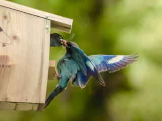 ブッポウソウの様子