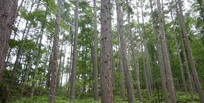 森林＿治山