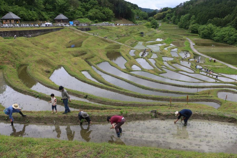 田植え