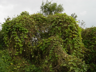 河川敷におけるアレチウリの繁茂の様子