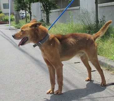 0619犬