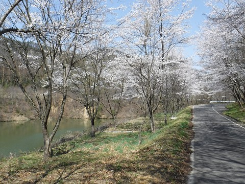 春の小仁熊ダム湖の桜