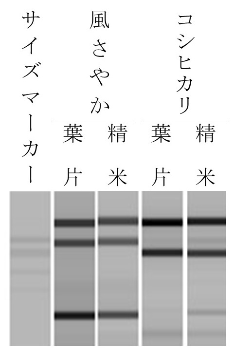 電気泳動の結果の写真