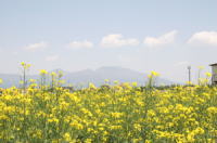 菜の花と浅間山