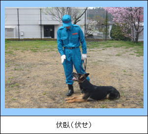 写真は伏臥（伏せ）の様子