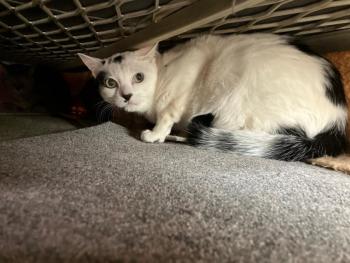 haku