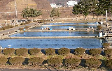 写真：佐久支場Ｄ池