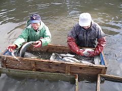 写真：親魚の熟度鑑別作業