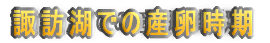 諏訪湖での産卵時期