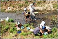 写真：川の生物調査