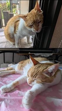 250528猫1
