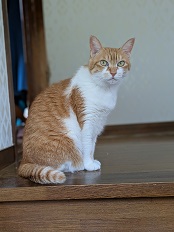 250528猫