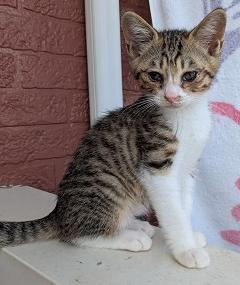 250703仔猫1