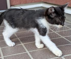 250703仔猫3