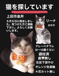 070508猫2