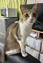 250819猫４
