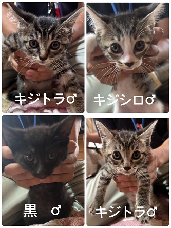 250703仔猫4匹