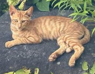 250819猫4