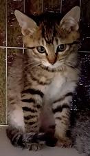 250627仔猫1