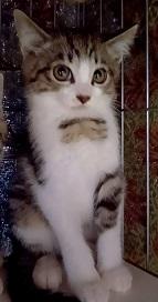 250627仔猫2