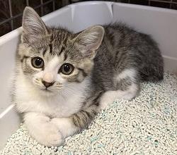 250627仔猫3