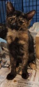 250819猫