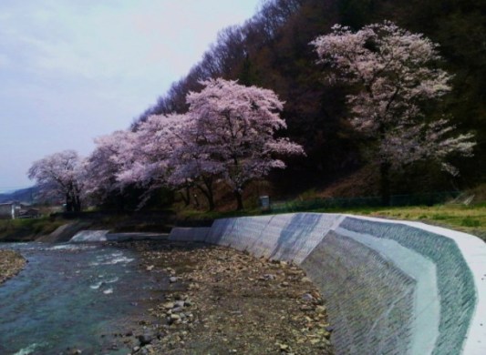 浦野川と桜
