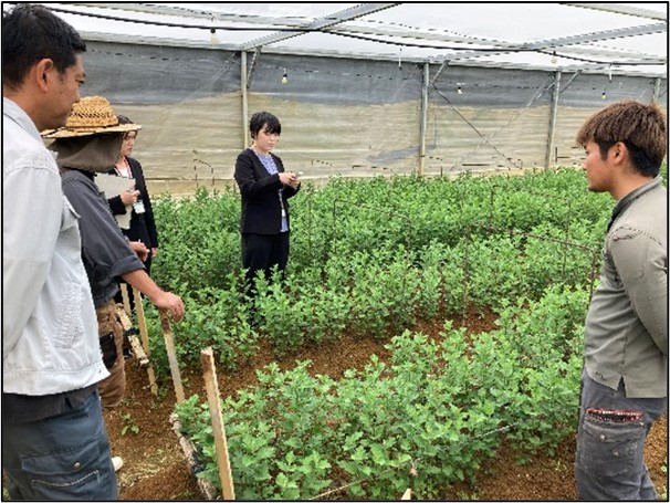 キク生産者圃場の視察